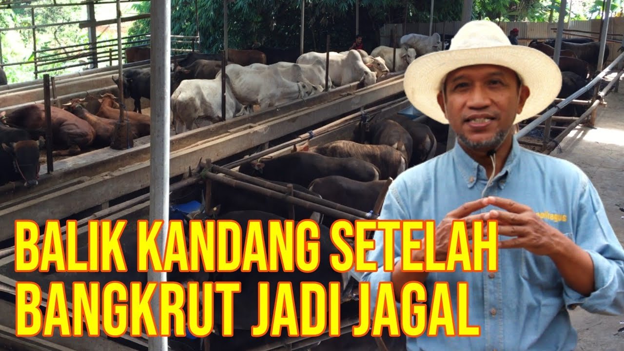 
                                 Kisah-Jagal-Sapi-Bangkrut-Kini-Sukses-Jual-Qurban